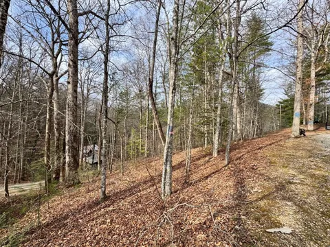 Fontana Forest