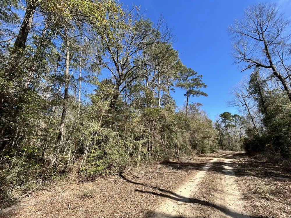 Lady Georgie Street Woodville, TX 75979