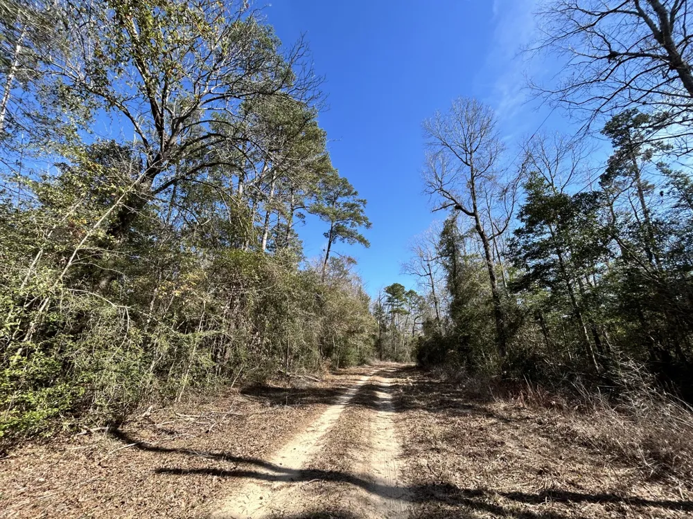 Lady Georgie Street Woodville, TX 75979