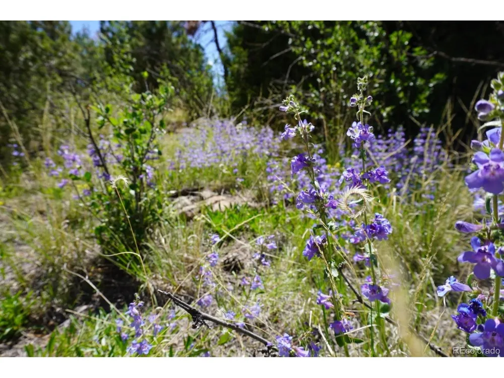 2871 Marcey Road Westcliffe, CO 81252