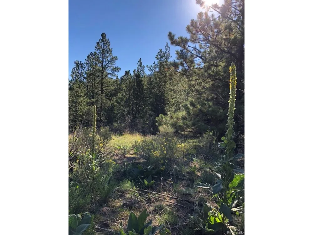 2871 Marcey Road Westcliffe, CO 81252