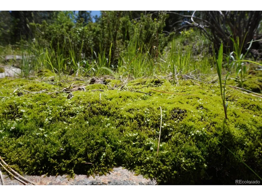 2871 Marcey Road Westcliffe, CO 81252