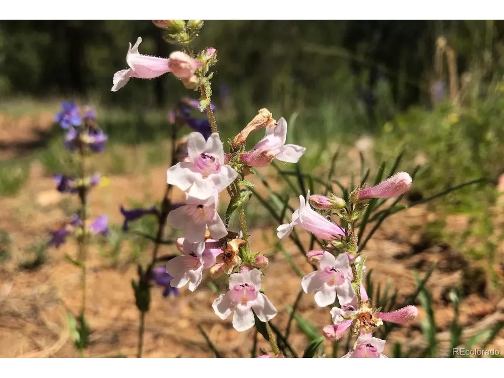 2871 Marcey Road Westcliffe, CO 81252
