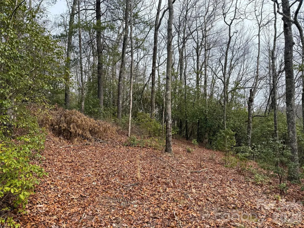 TBD Laurel Thicket Lane Brevard, NC 28712