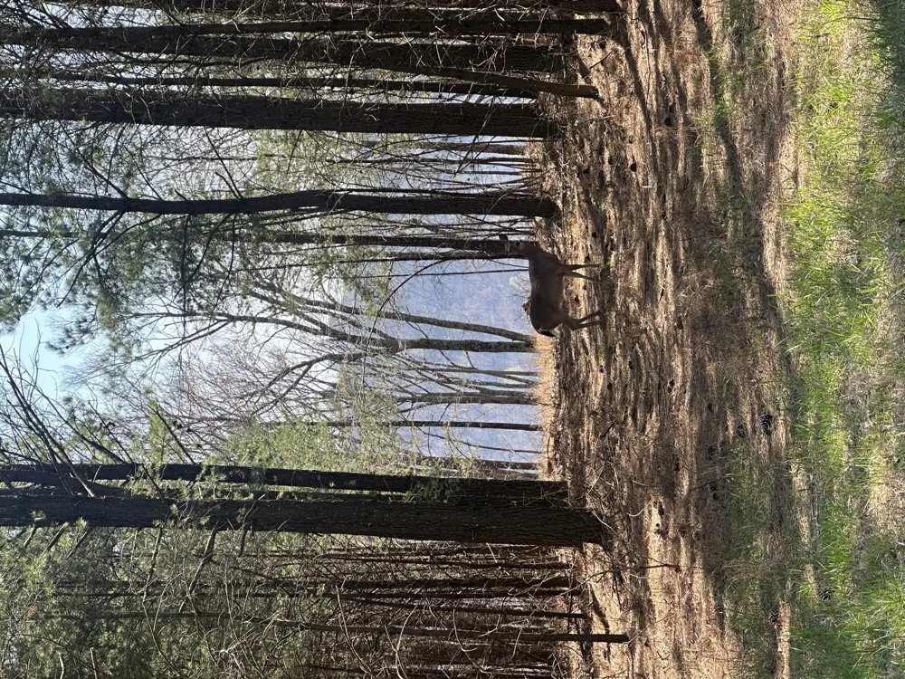 Crockett Point Sequatchie, TN 37374