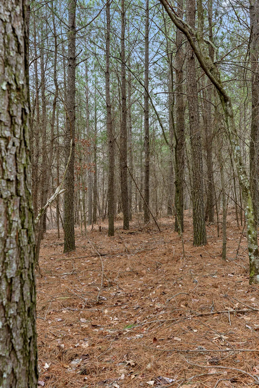 Crockett Point Sequatchie, TN 37374