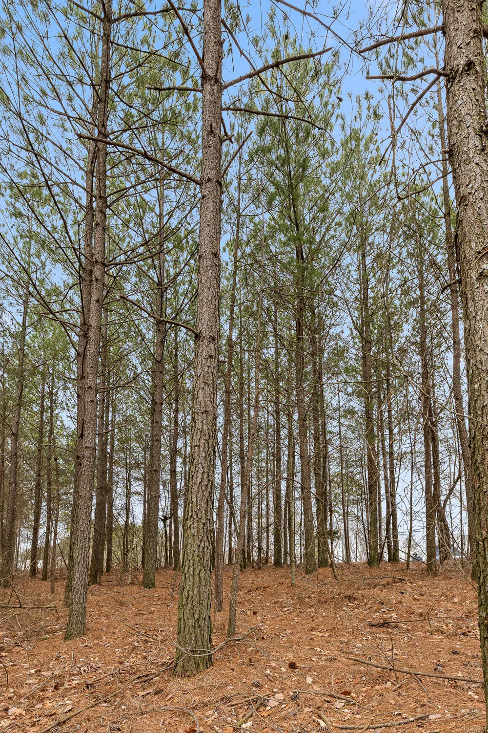 Crockett Point Sequatchie, TN 37374