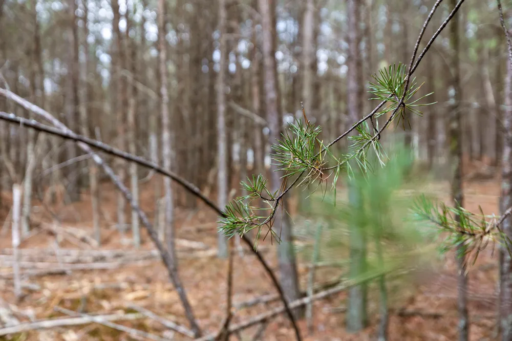 Crockett Point Sequatchie, TN 37374