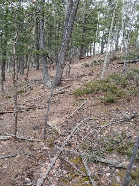 495 Wakanda Trail Woodland Park, CO 80863
