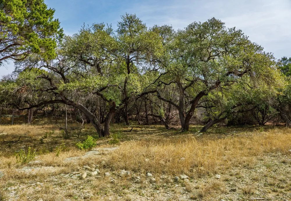 6026 Sentry Point Fischer, TX 78623