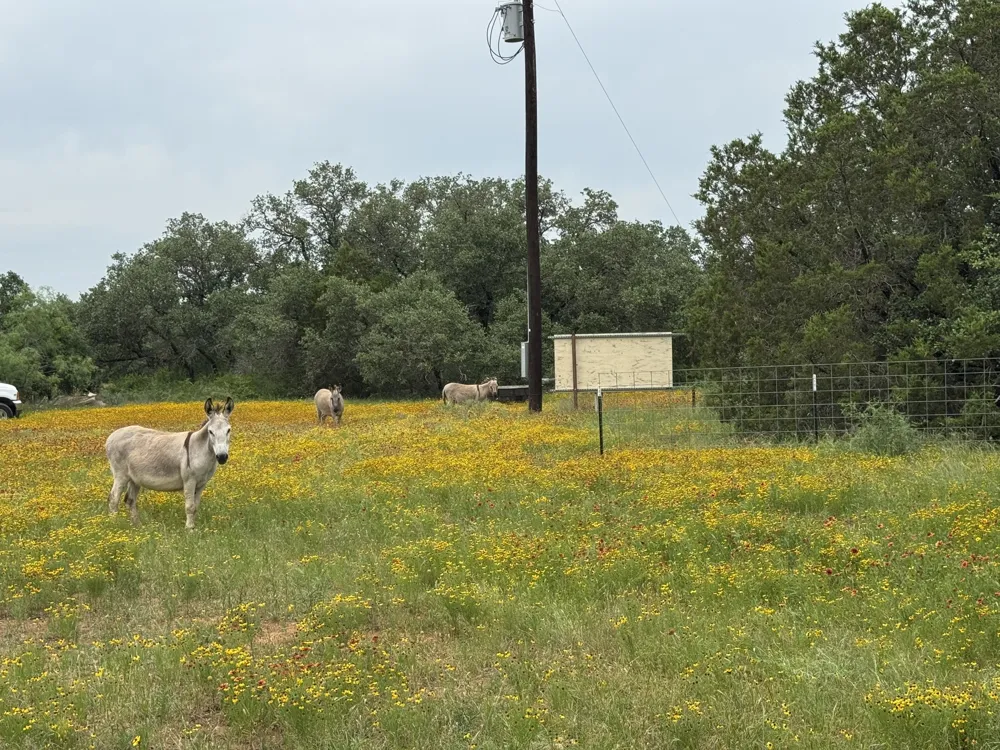 12550 County Road 136 Ranger, TX 76470