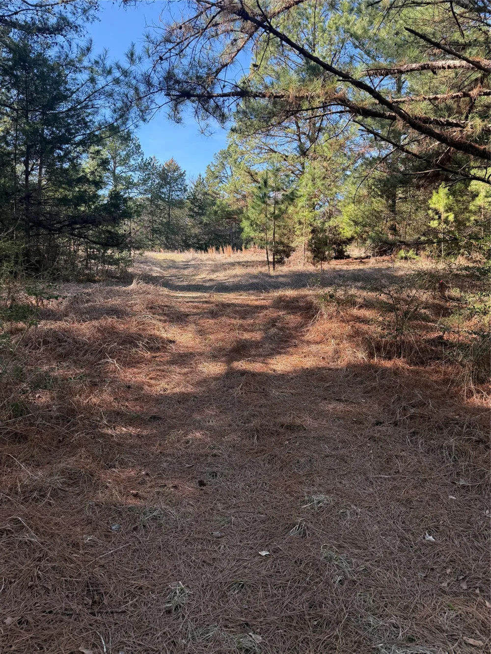 CR  1755 Grapeland, TX 75844