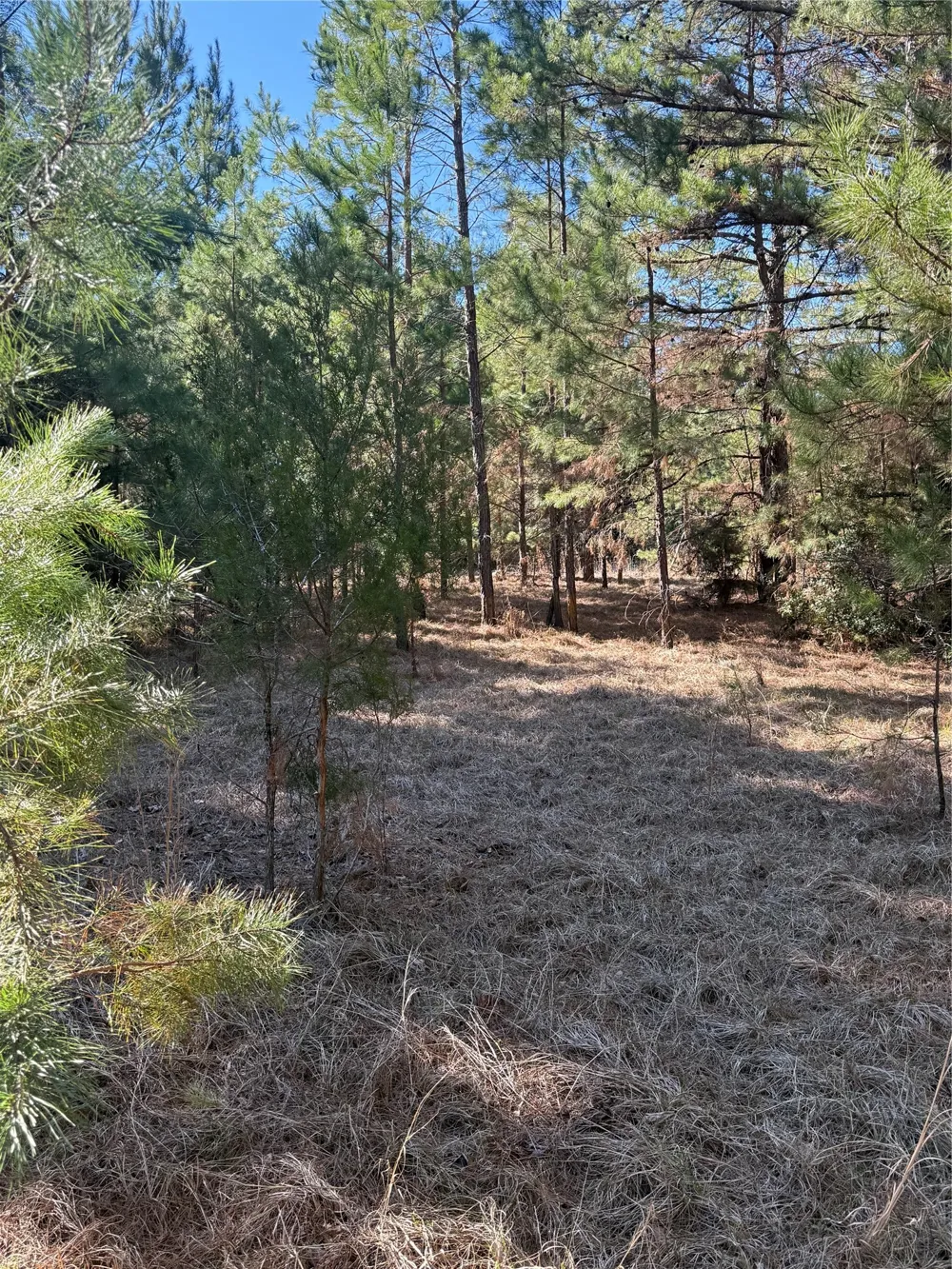 CR  1755 Grapeland, TX 75844