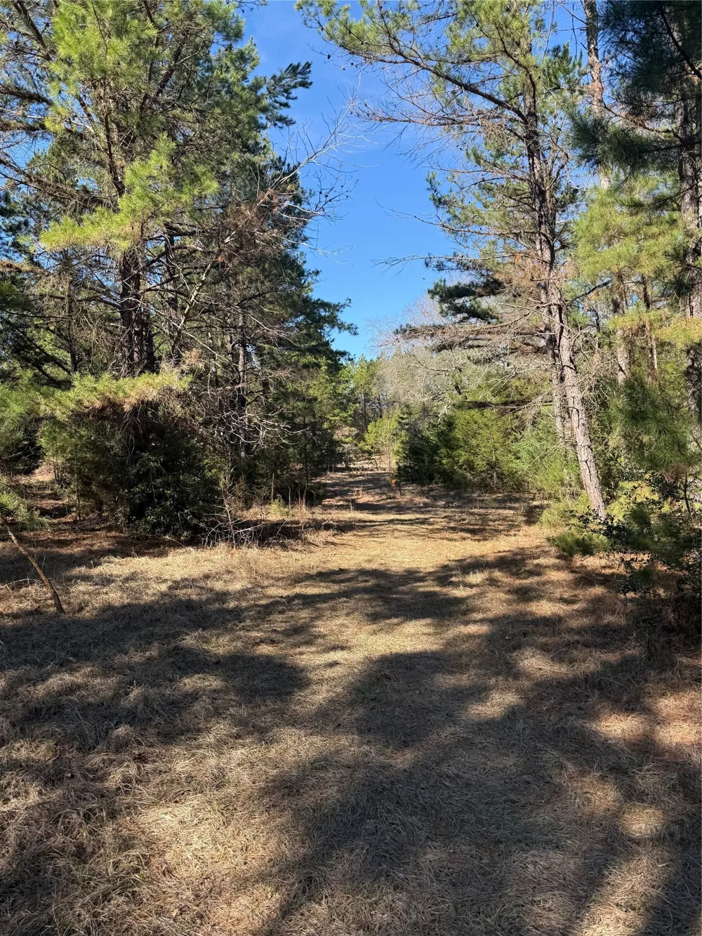 CR  1755 Grapeland, TX 75844