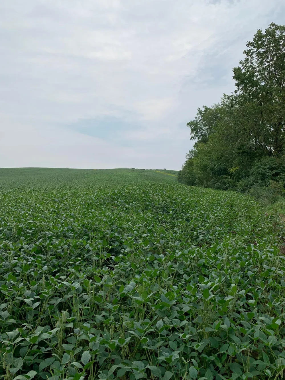 tbd 728th Street Lake City, MN 55041