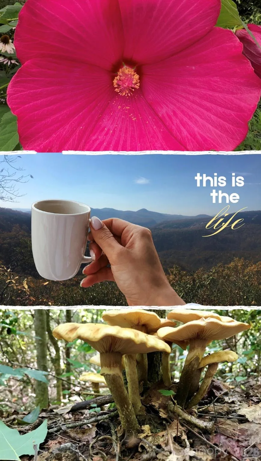 110 South Fork Trail #10 Lake Toxaway, NC 28747