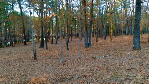Hickory Trail #(11E)