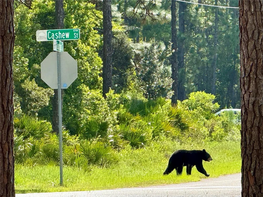 CASHEW STREET Eustis, FL 32736