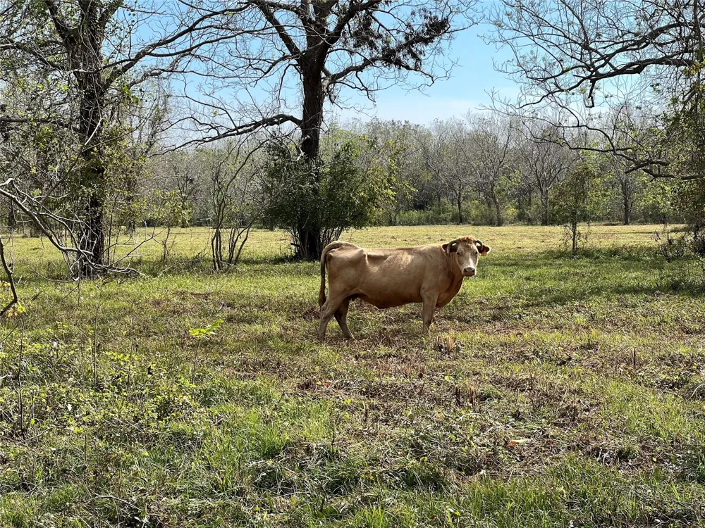 Hwy 35 E Van Vleck, TX 77482
