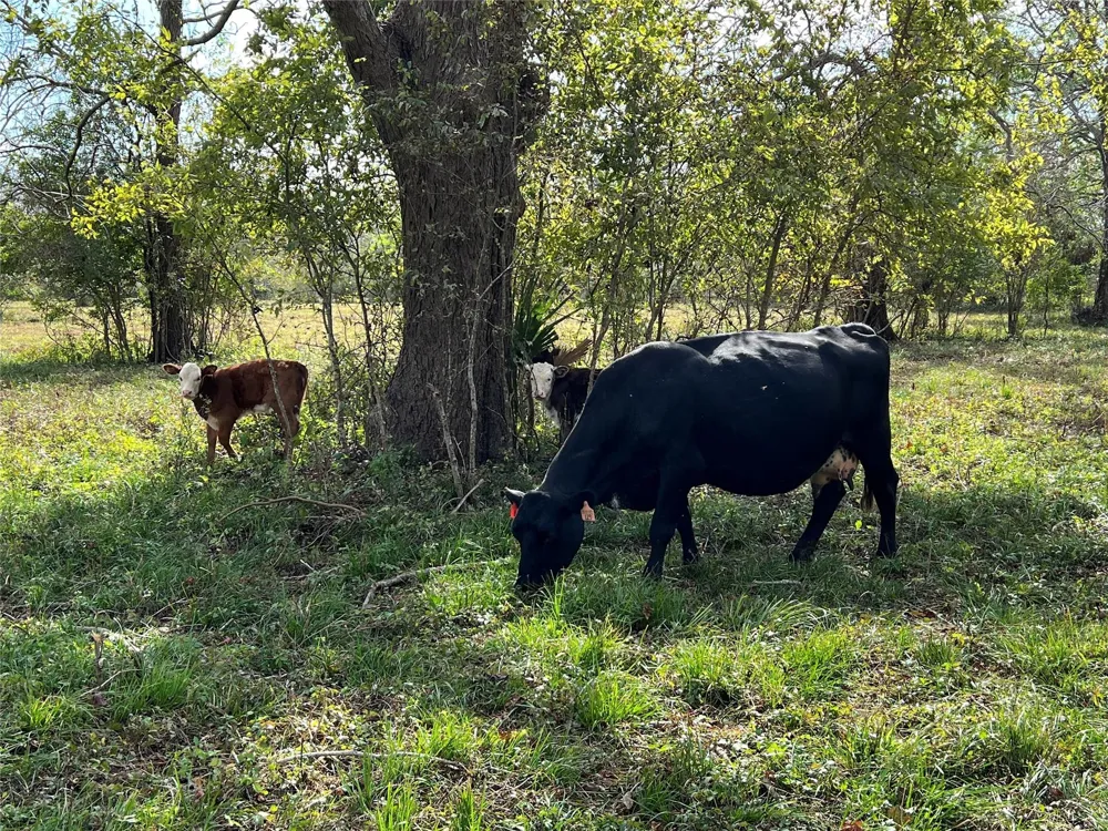 Hwy 35 E Van Vleck, TX 77482