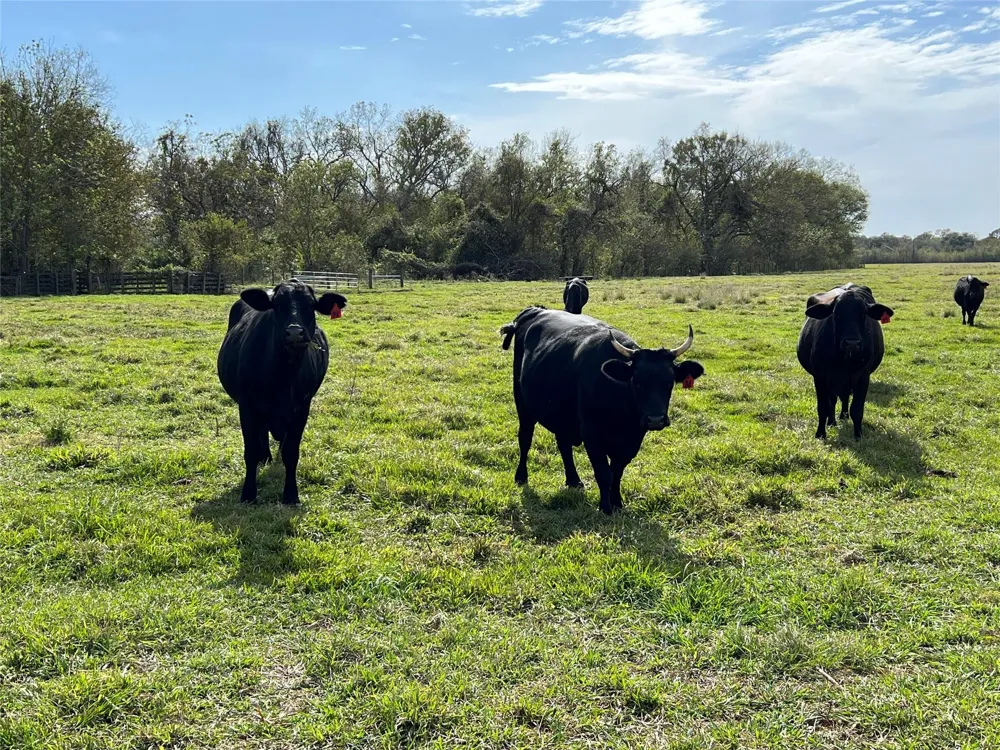 Hwy 35 E Van Vleck, TX 77482
