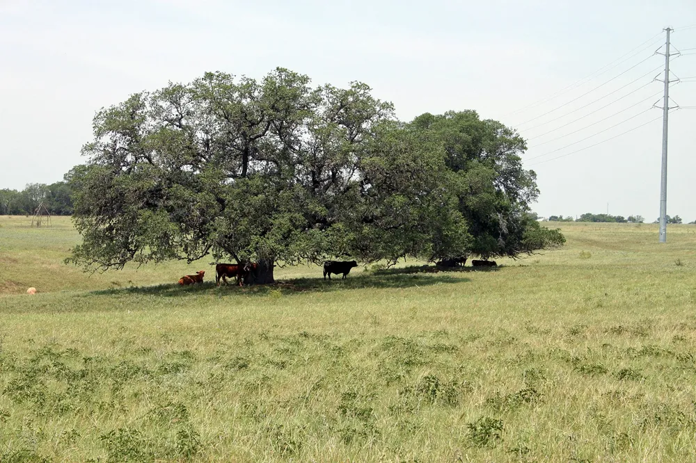319 R C LANE Lockhart, TX 78644