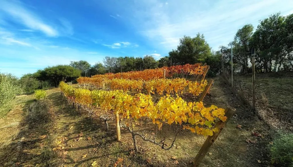 17035 Bohlman Road Saratoga, CA 95070