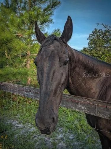 ROYAL TRAILS ROAD Eustis, FL 32736