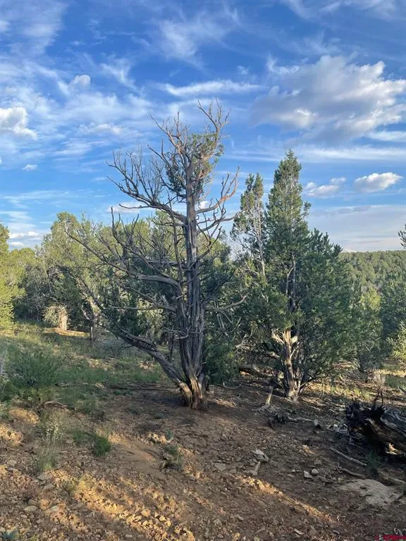 County Road 109 Hesperus, CO 81326