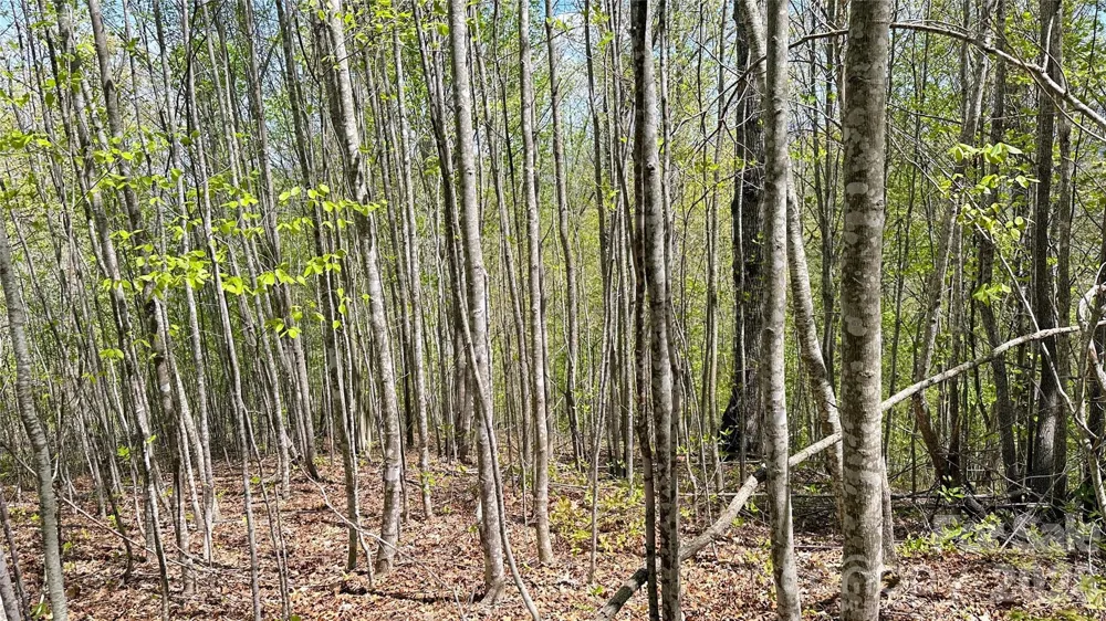 0000 Oat Field Road #5B Tuckasegee, NC 28783