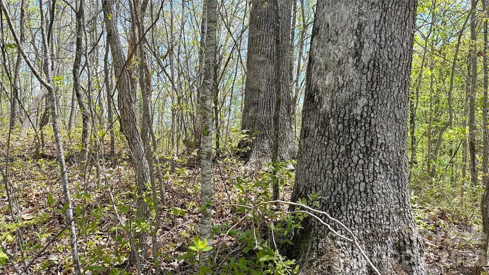 0000 Oat Field Road #5B Tuckasegee, NC 28783