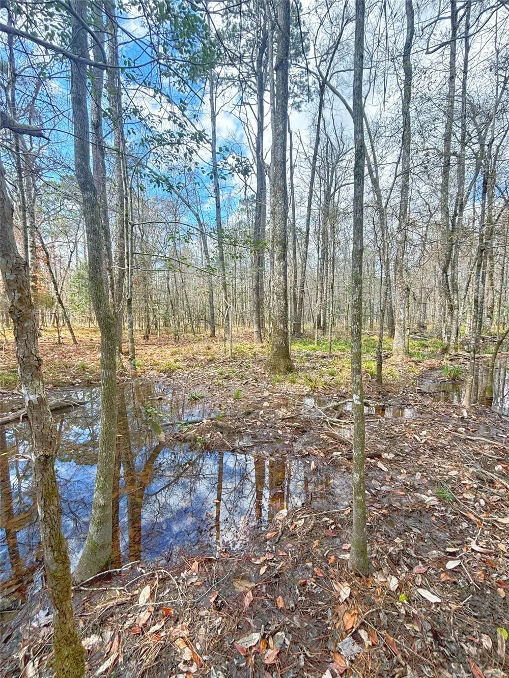 Cr 1200 Hemphill, TX 75948