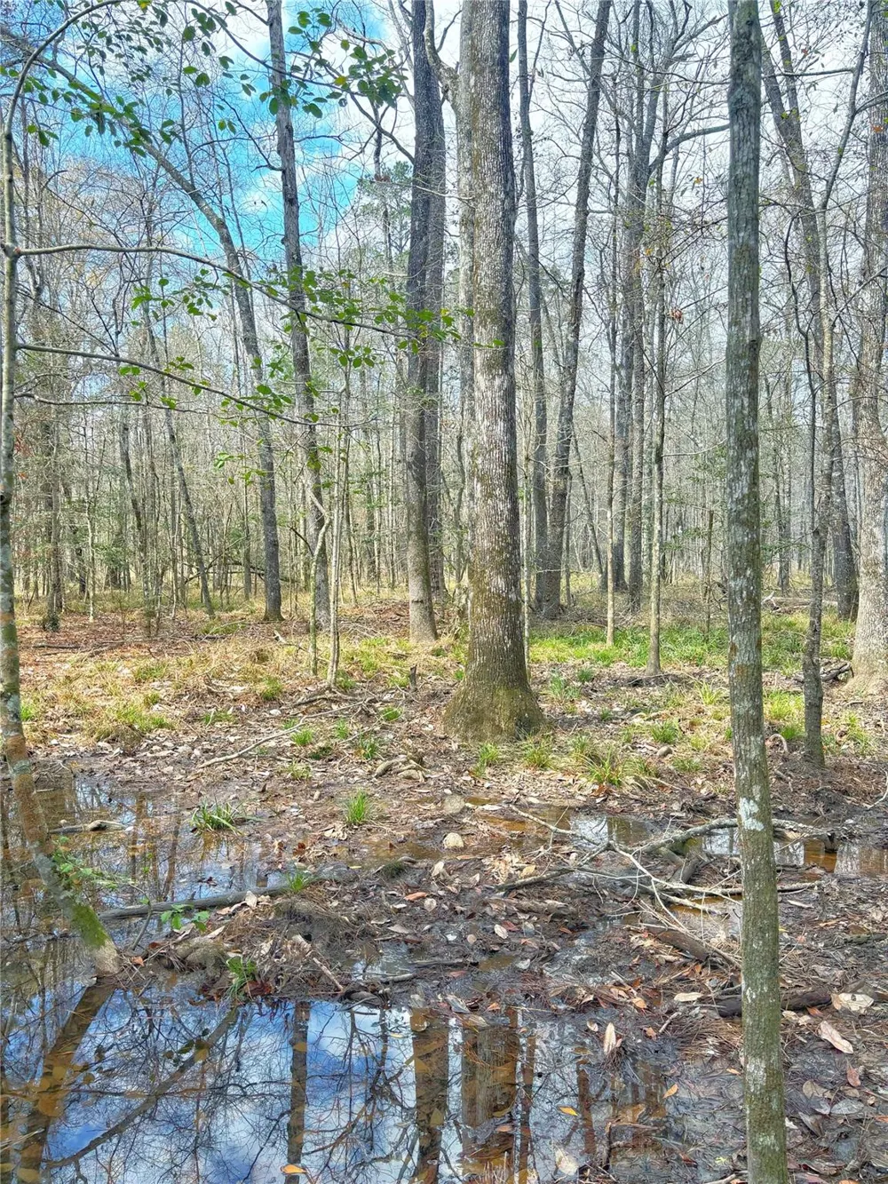 Cr 1200 Hemphill, TX 75948