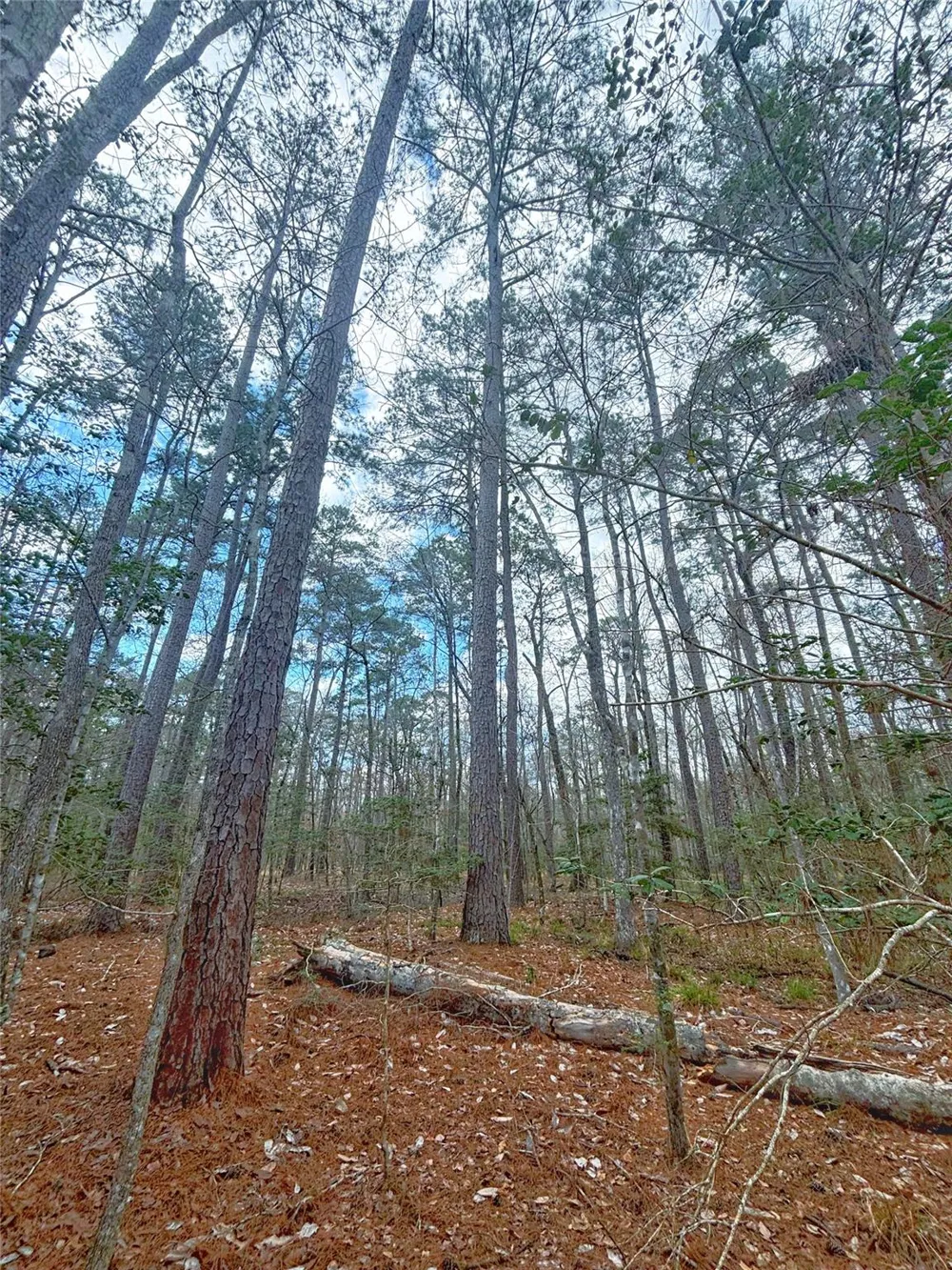 Cr 1200 Hemphill, TX 75948