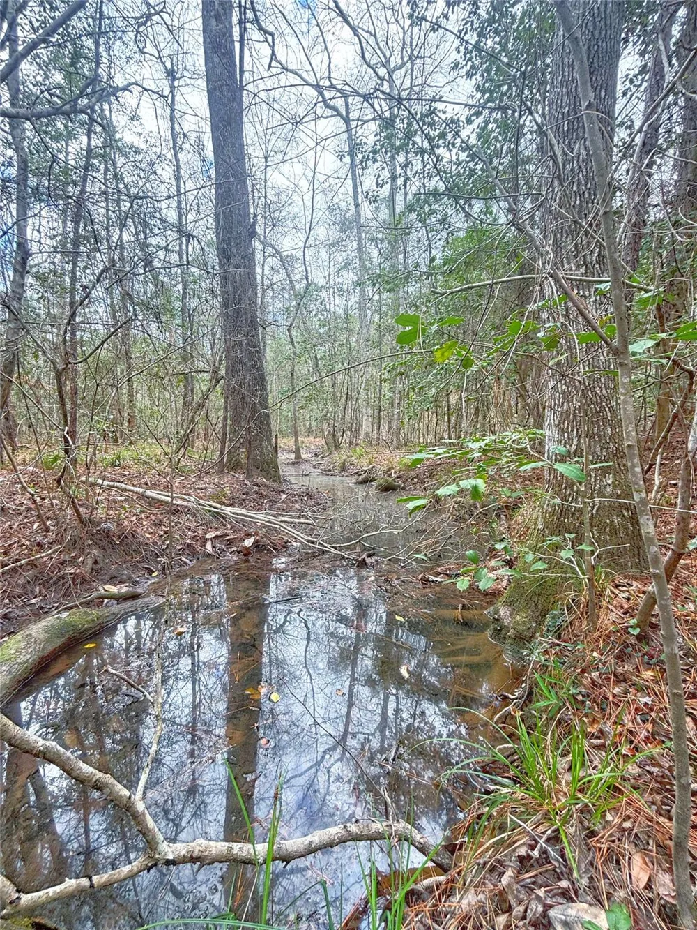 Cr 1200 Hemphill, TX 75948