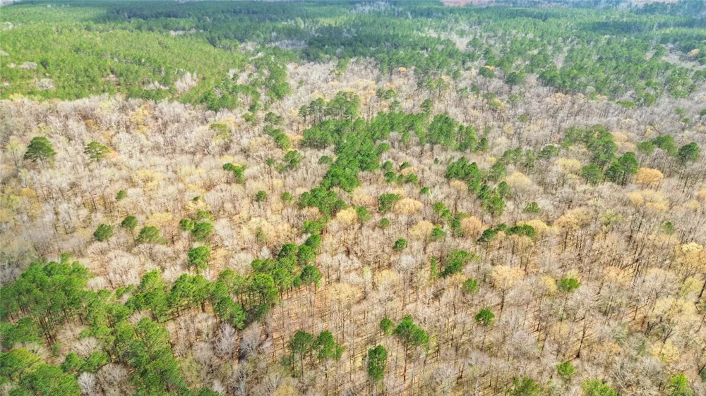 Cr 1200 Hemphill, TX 75948