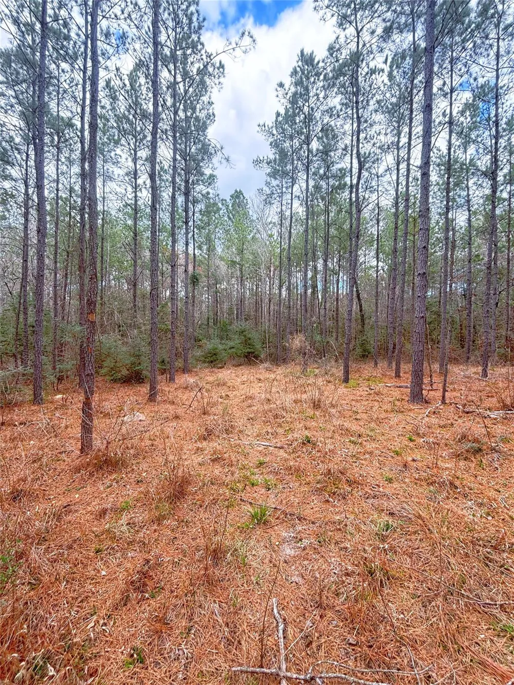 Cr 1200 Hemphill, TX 75948