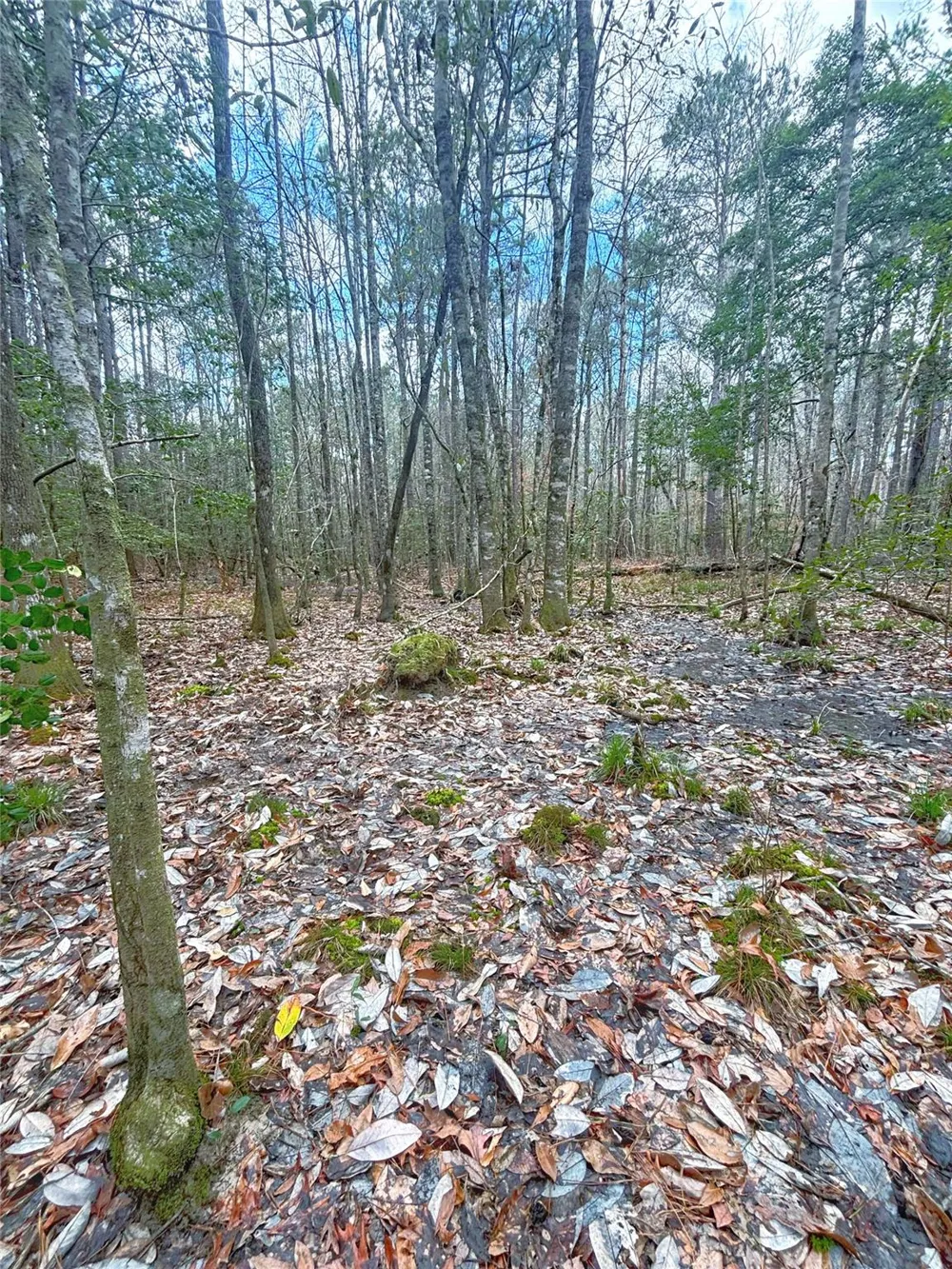 Cr 1200 Hemphill, TX 75948