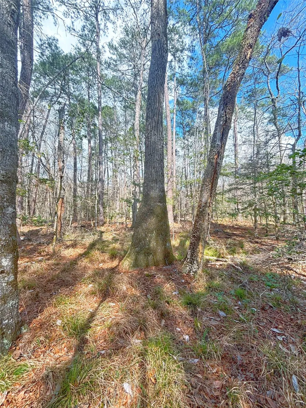 Cr 1200 Hemphill, TX 75948