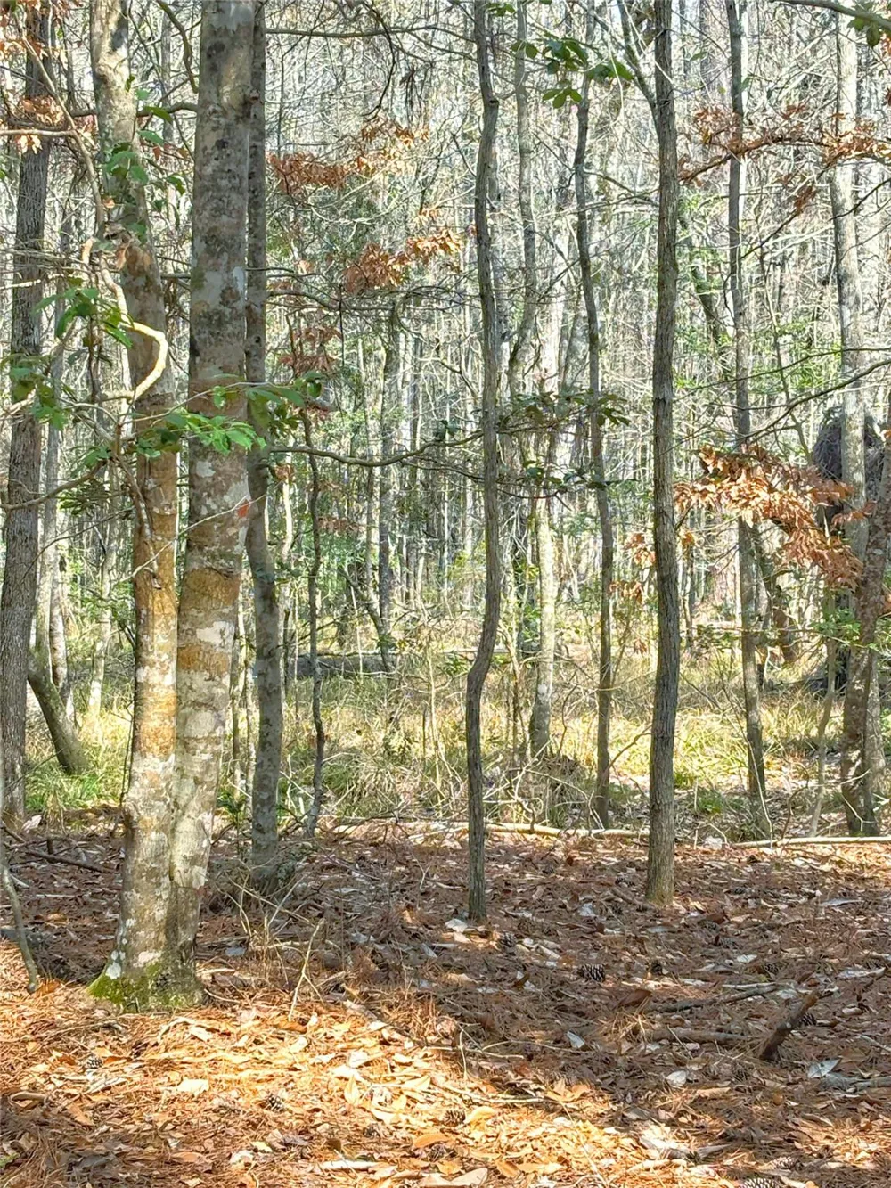 Cr 1200 Hemphill, TX 75948