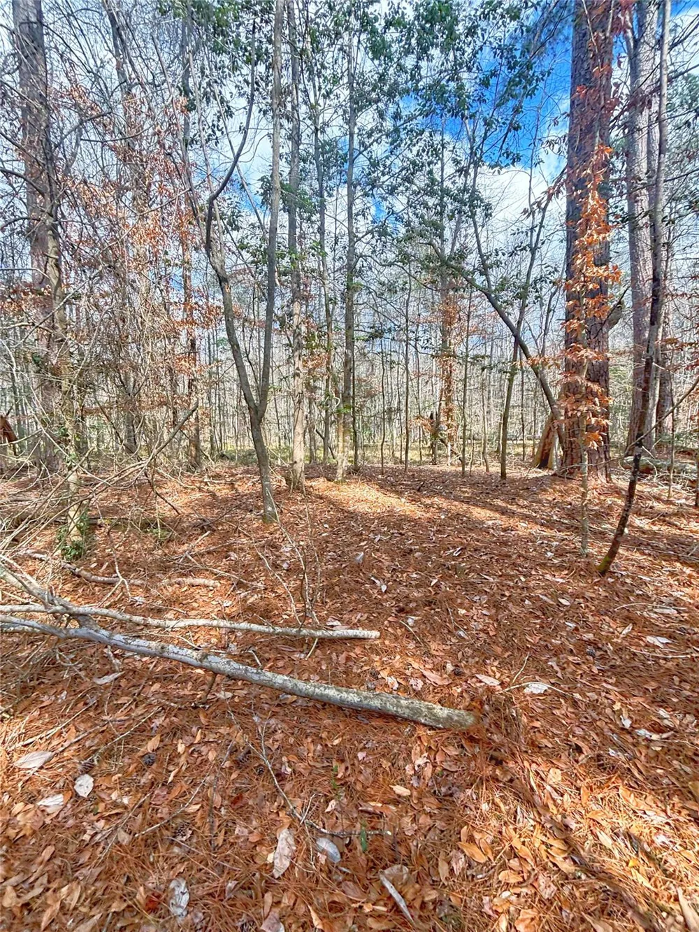Cr 1200 Hemphill, TX 75948