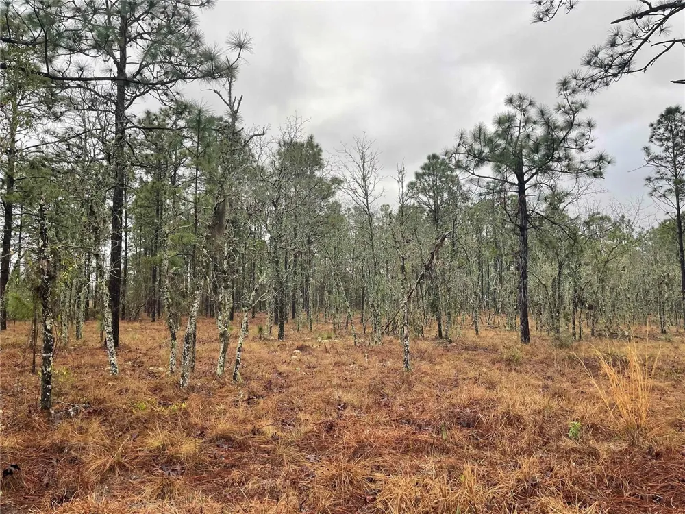 TBD SE 71 STREET Morriston, FL 32668
