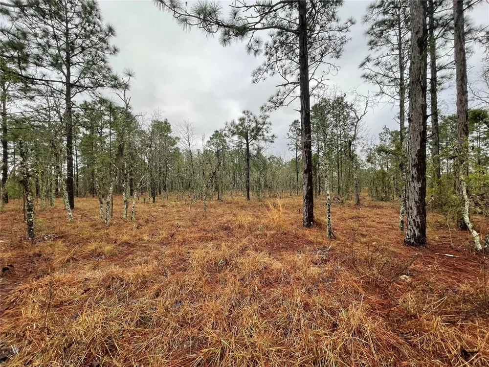 TBD SE 71 STREET Morriston, FL 32668