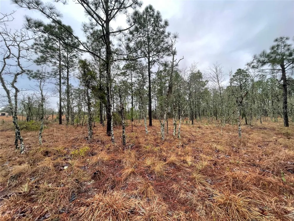 TBD SE 71 STREET Morriston, FL 32668