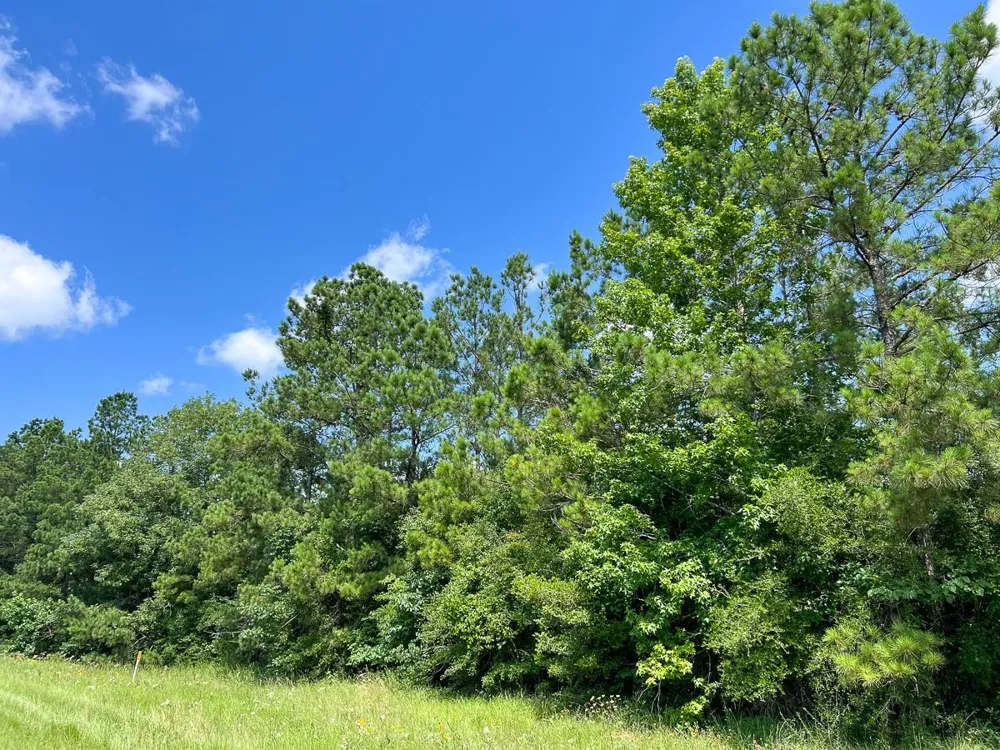 12 Rec Road 255 Colmesneil, TX 75938