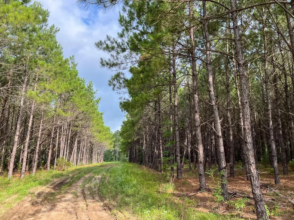 Fm 1725 Willis, TX 77378