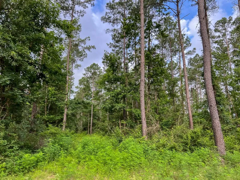 Fm 1725 Willis, TX 77378