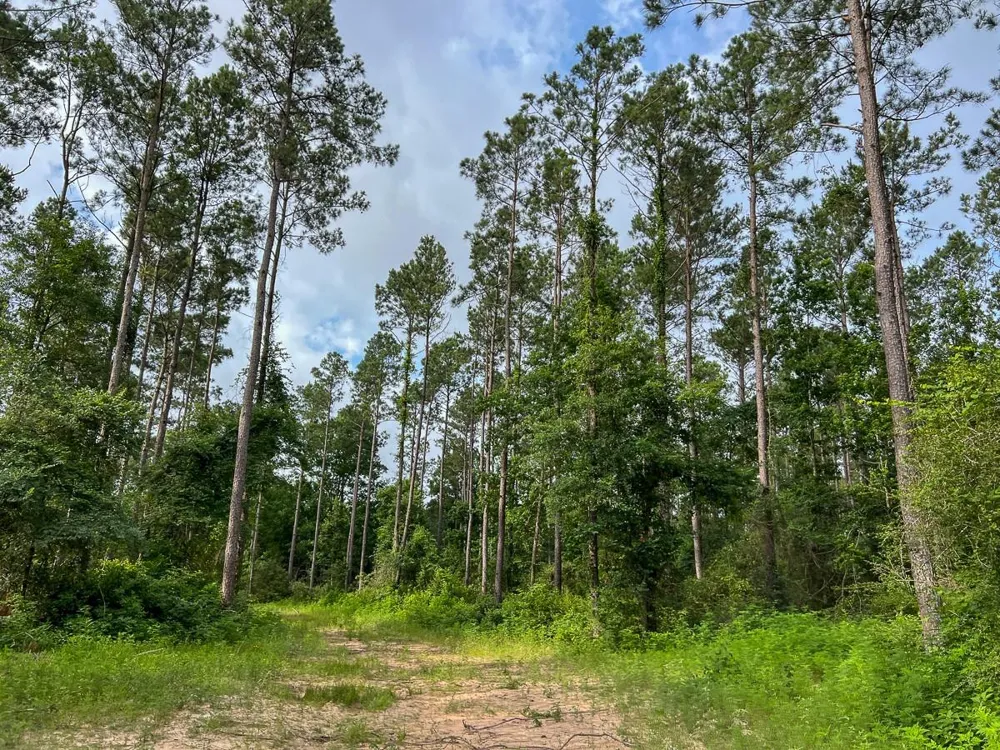 Fm 1725 Willis, TX 77378