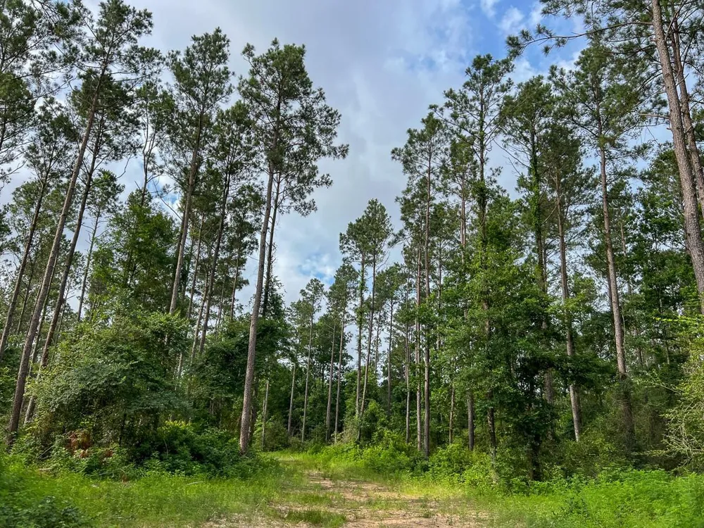 Fm 1725 Willis, TX 77378