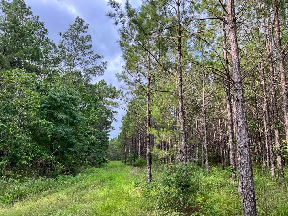 Fm 1725 Willis, TX 77378